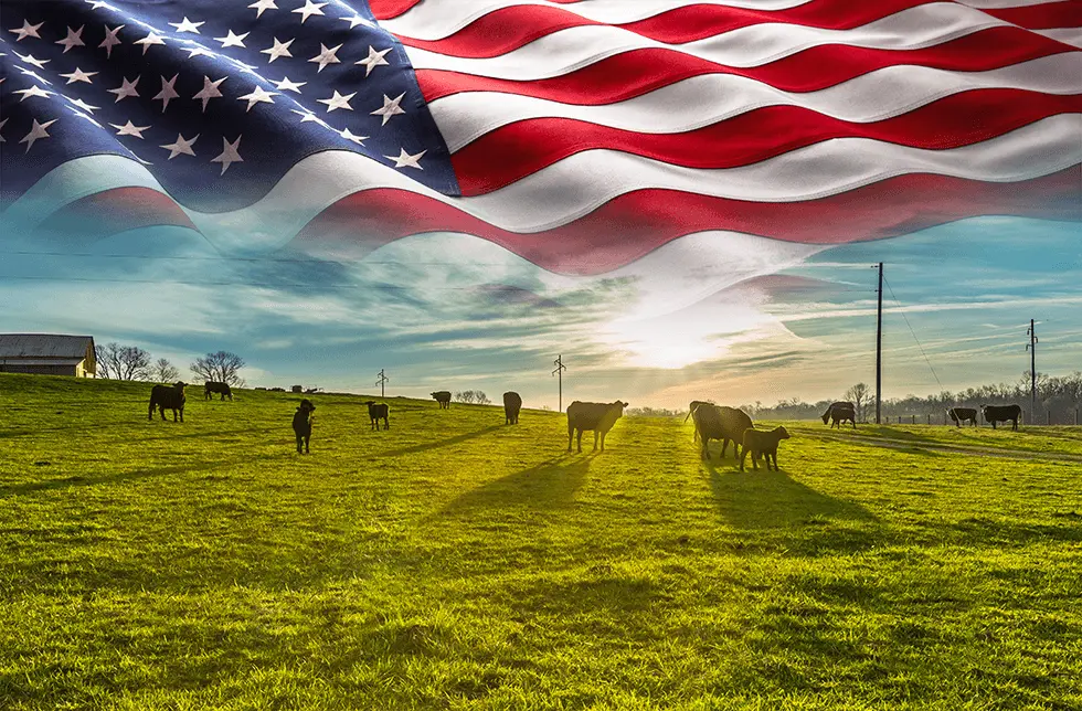 Morning sunrise in a field with grazing cows, american flag over the sky