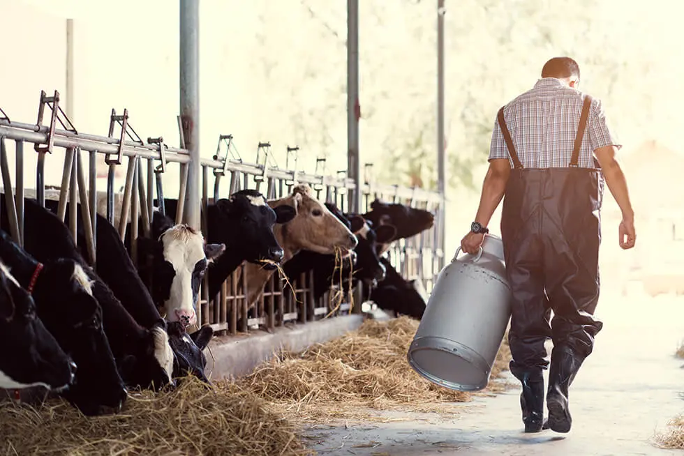 Farmer carrying a metal canister of milk, to his left the cows in the barn are eating hay